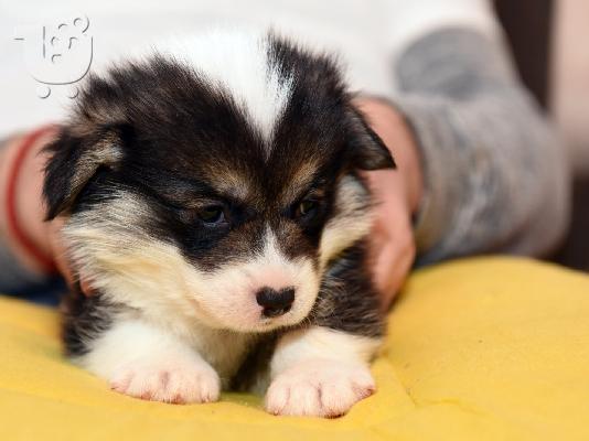 Κουτάβια Pembroke Welsh Corgi