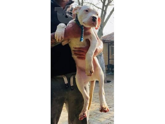 Κουτάβια Dogo Argentino