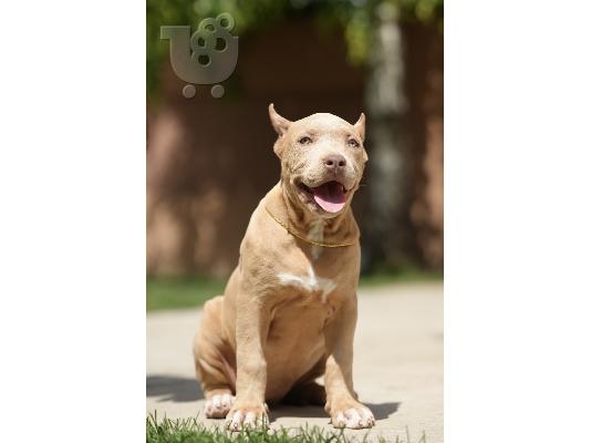 XL American Bully κουτάβια