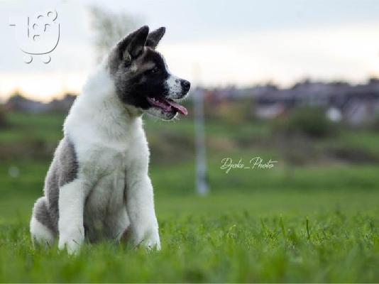 Κουτάβια American Akita