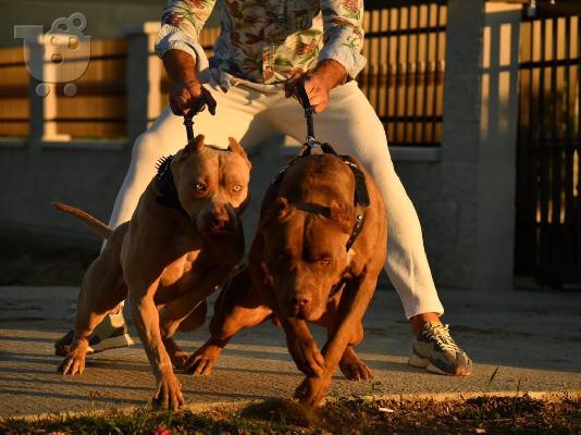 Κουτάβια American Bully