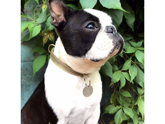 Boston terrier - Τεριέ Βοστόνης
