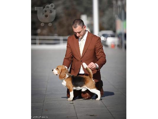 Καθιστικά Ηράκλειο Κρήτης Καθιστικά Κήπου Ηράκλειο Κρήτης Καθιστικά Εξωτερικού χώρου Ηράκλ...
