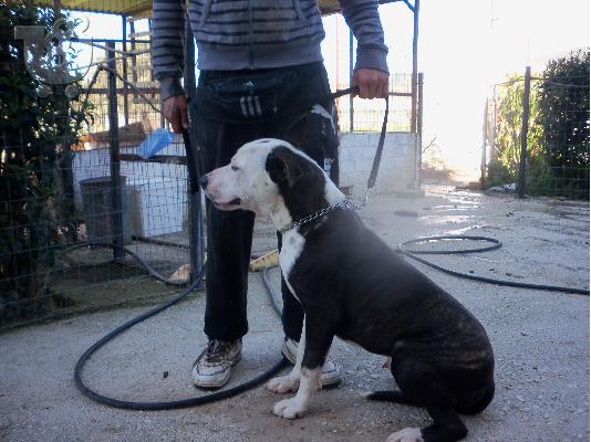 american pit bull