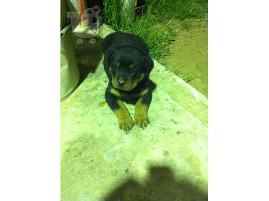 Rottweiler