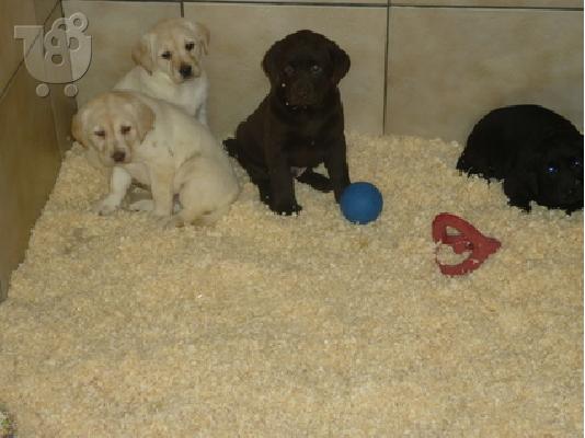 Labrador pedigree puppies