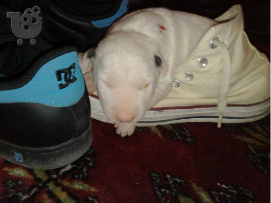 BULL TERRIER