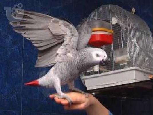 PoulaTo: Δύο Grey Παπαγάλοι για υιοθεσία