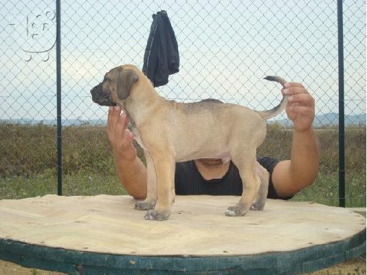 PRESSA CANARIO