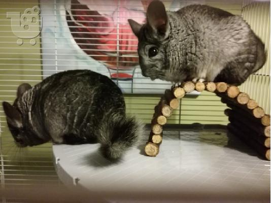 PoulaTo: Chinchilla για πώληση