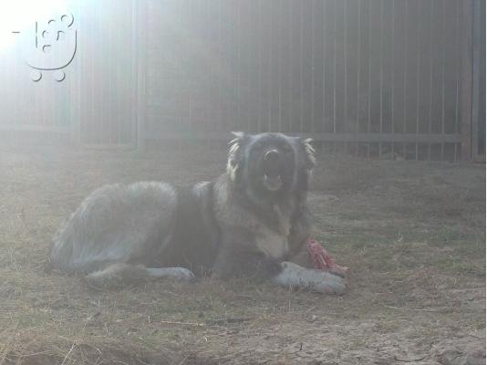 younger sister of world champion-caucasian dog 10 minwn 