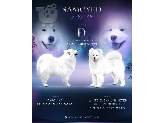 PoulaTo: Samoyed όμορφα κουτάβια