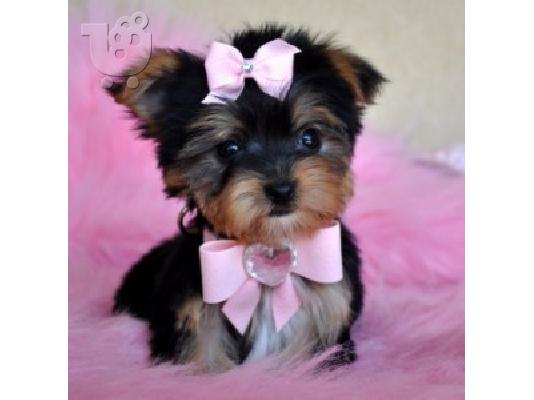 PoulaTo: Yorkshire Terrier προς πώληση με γενεαλογικά έγγραφα