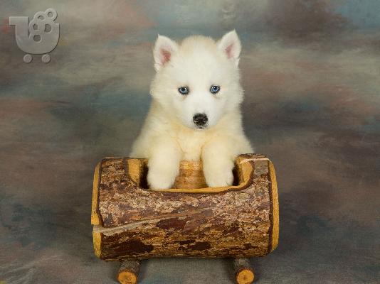 PoulaTo: HUSKY SIBERIAN