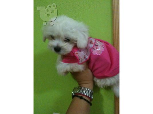 maltese mini