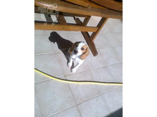Πωλείται Beagle