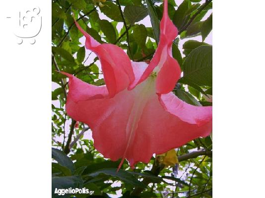 PoulaTo: 50 Σποροι Ροζ Datura