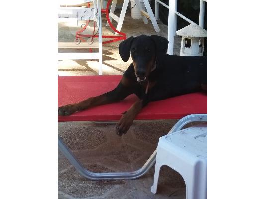 Θηλυκό Doberman 6 μηνών