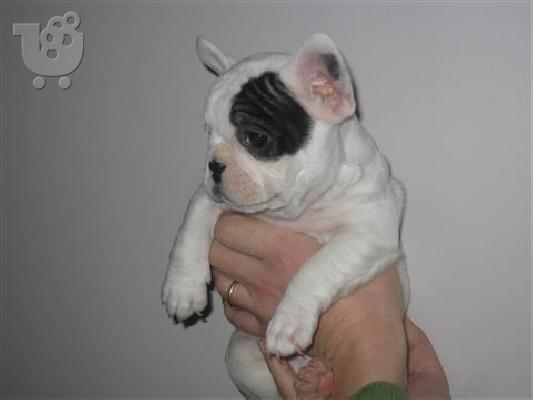English bulldog