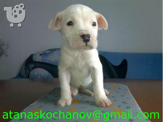 DOGO ARGENTINO