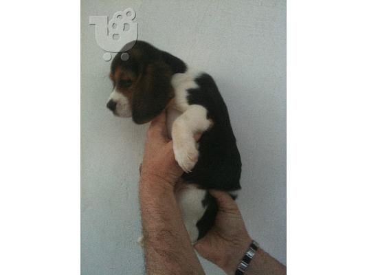 BEAGLE KOYTABAKI