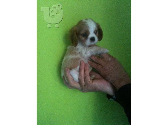 PoulaTo: cavalier king charles