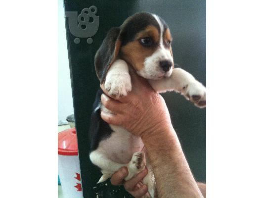 BEAGLE KOYTABIA