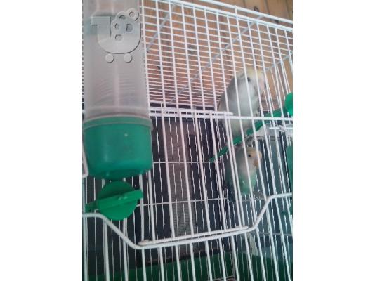 lovebirds