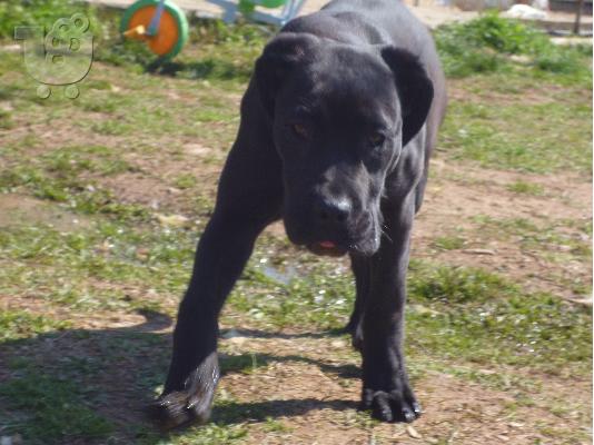 PoulaTo: KOYTABI CANE CORSO
