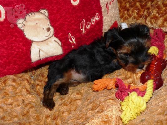 YORKSHIRE TERRIER 1 ΘΗΛΥΚΟ και 1 ΑΡΣΕΝΙΚΟ