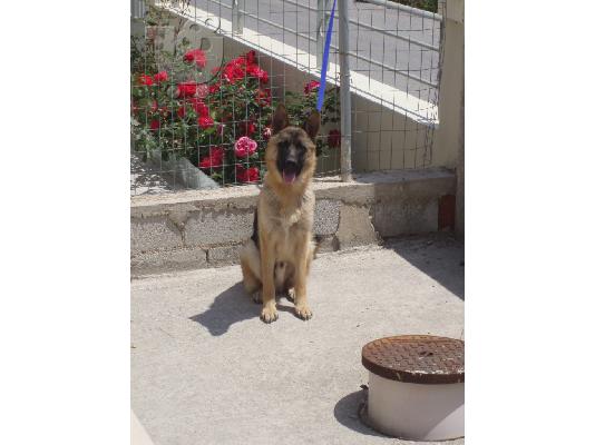 Πωλούνται Γερμανικά Ποιμενικά