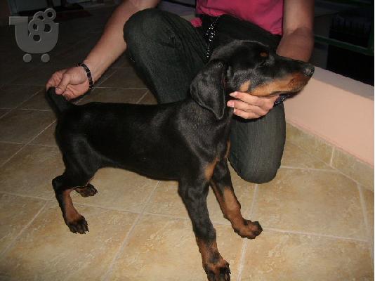 DOBERMAN KAΘΑΡΟΑΙΜΟ ΚΟΥΤΑΒΙ Ντόμπερμαν