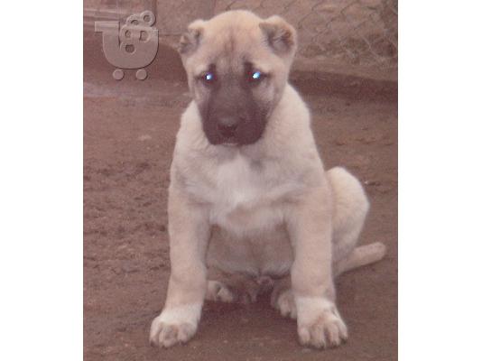 Τουρκικά kangal