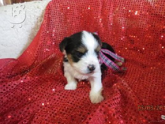 PoulaTo: Yorkshire Terrier