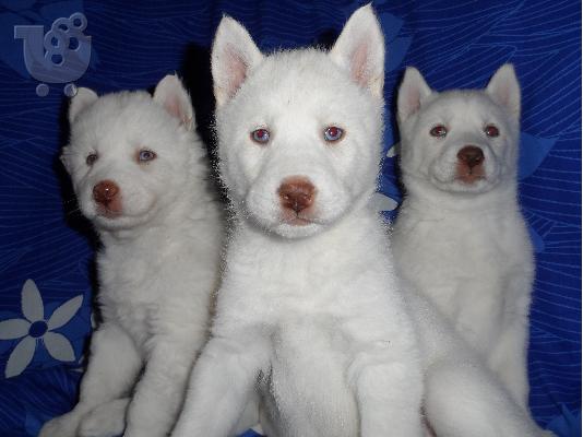 PoulaTo: Husky Siberian White