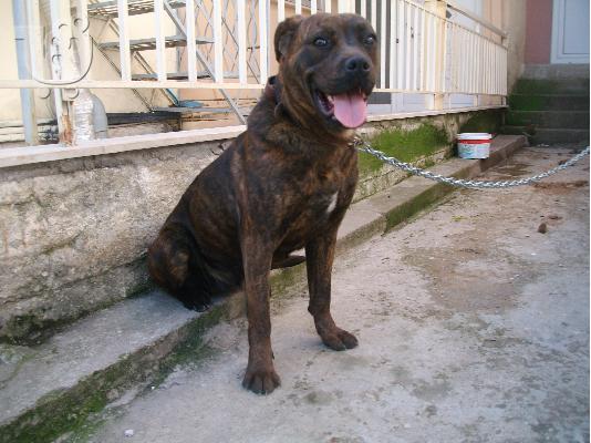 PoulaTo: bandog