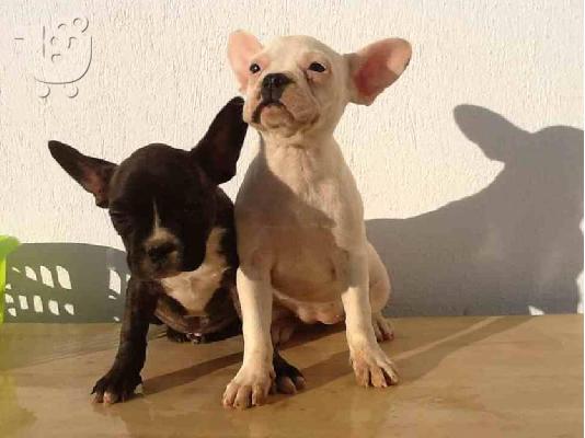 french bulldog-γαλλικόό μπουλντόγκ