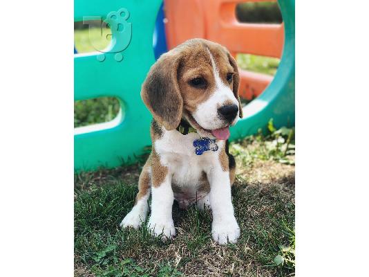 Πωλούνται χαριτωμένα κουτάβια Beagle.