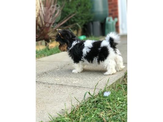 Yorkshire Terrier σκυλιά και κουτάβια προς πώληση