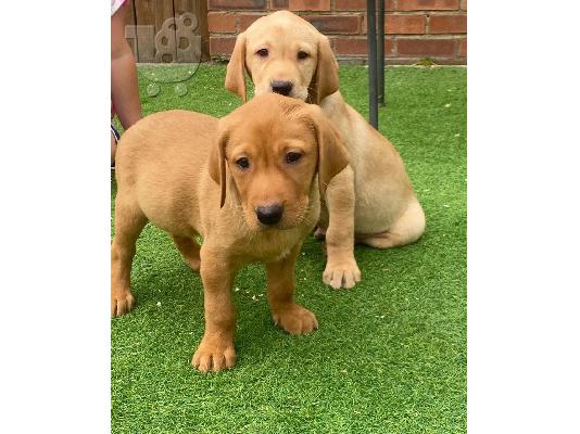 Εδώ έχουμε 5 όμορφα κουτάβια Labrador retriever. Αυτά τα