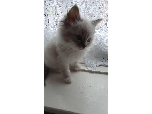 PoulaTo: prelijepo leglo ragdoll mačića kontaktirajte me preko (whatsapp 32460219218) ili (viber 237679571657)