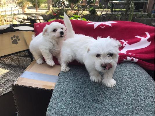 2 υπέροχα bichon Μάλτα αναζητούν νέο ιδιοκτήτη! Αρσενικό...