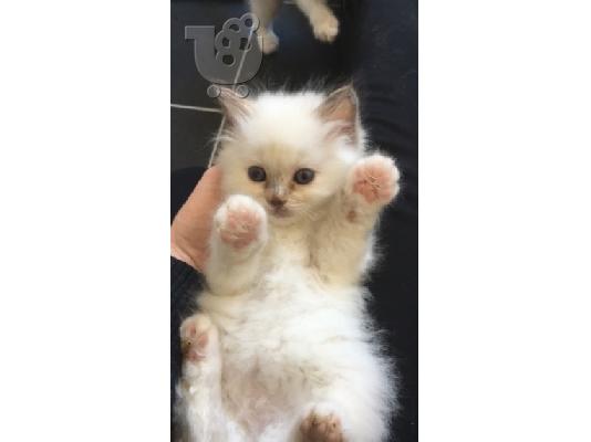 birman x ragdoll