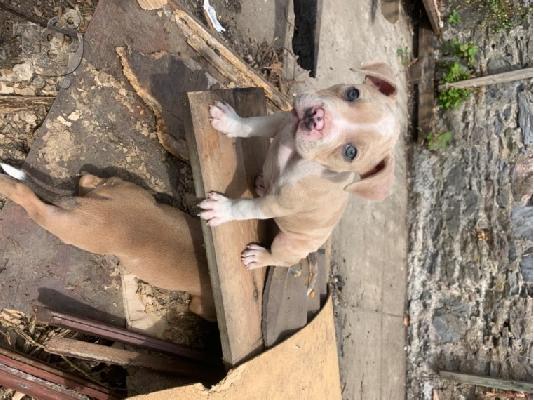 Όμορφα κουτάβια Pitbull !!