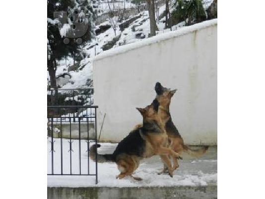 Γερμανικός Ποιμενικός