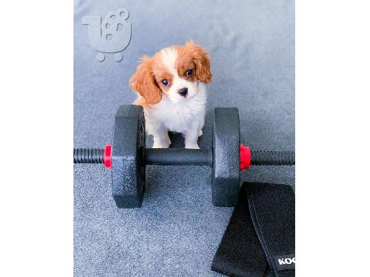 PoulaTo: Φοβερός Cavalier King Charles