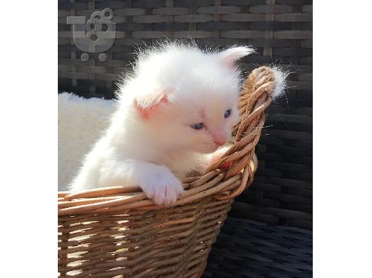 prelijepo leglo ragdoll mačića kontaktirajte me preko (whatsapp 32460219218) ili (viber 23...
