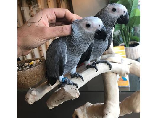 Néa sezón Gónima avgá papagálou kai papagáloi morón pros pólisi kai yiothesía