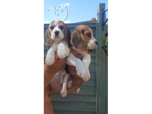Beagle κουτάβια διαθέσιμα προς πώληση