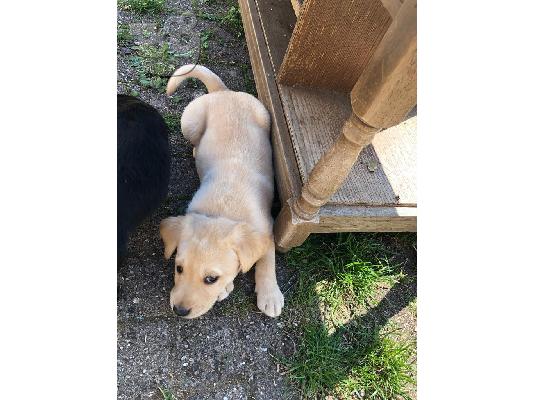 PoulaTo: Δύο κουτάβια Top Labrador διαθέσιμα